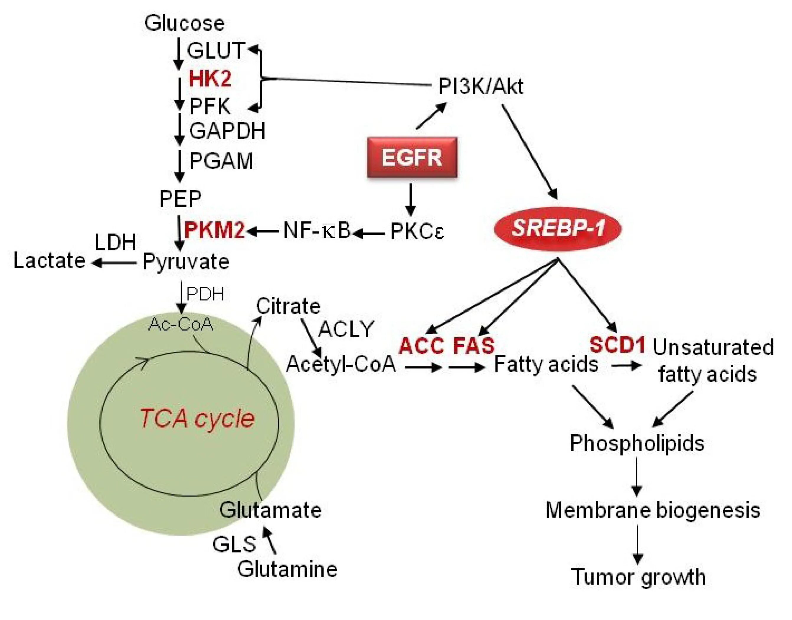 Липолиз гликолиз график. EGFR сигнальный путь. Pi3k/Akt mechanism of hypertrophia muscul. Ascorbic acid metabolic Pathways. 3.3 k