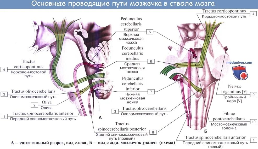 Tractus olivocerebellaris схема. Проводящие пути мозжечка схема. Корково ядерный путь анатомия. Корково ядерный путь схема анатомия. Ствол латынь