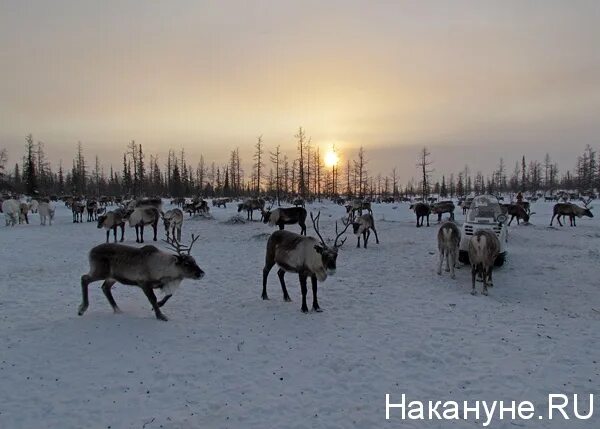 Голос тундры