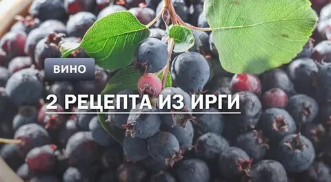Как правильно ирга или ирга ягода