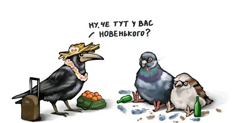 Грачи прилетели и офигели