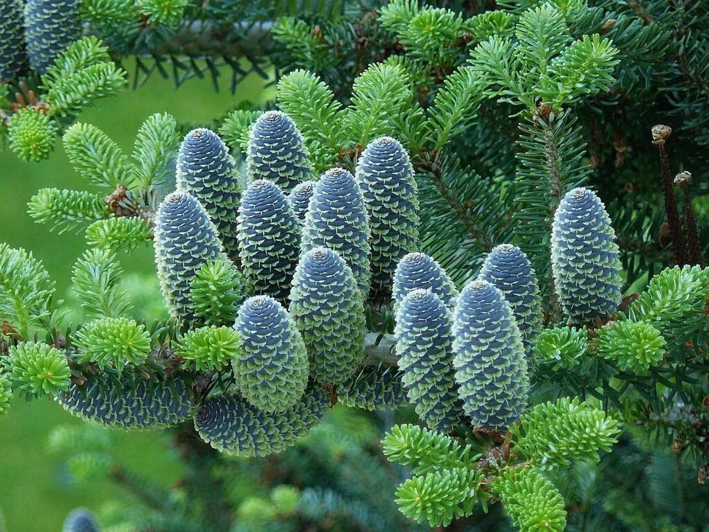 Растет ли пихта. Ель abies koreana. пихта корейская хвоя. пихта корейская инга. пихта abies koreana дерево.
