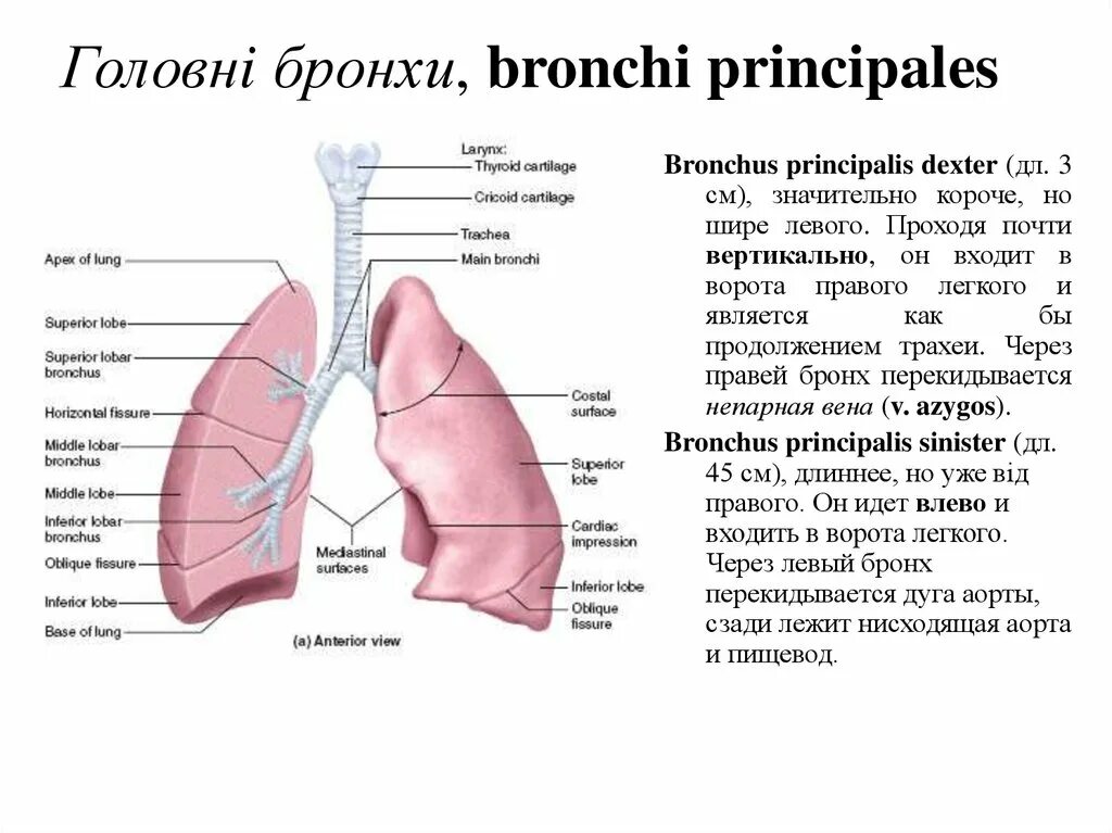 Бронхи на латыни. Bronchus principalis Sinister анатомия. Правый главный бронх (bronchus principalis Dexter). Бронхи анатомия латынь. Бронхи правый и левый.