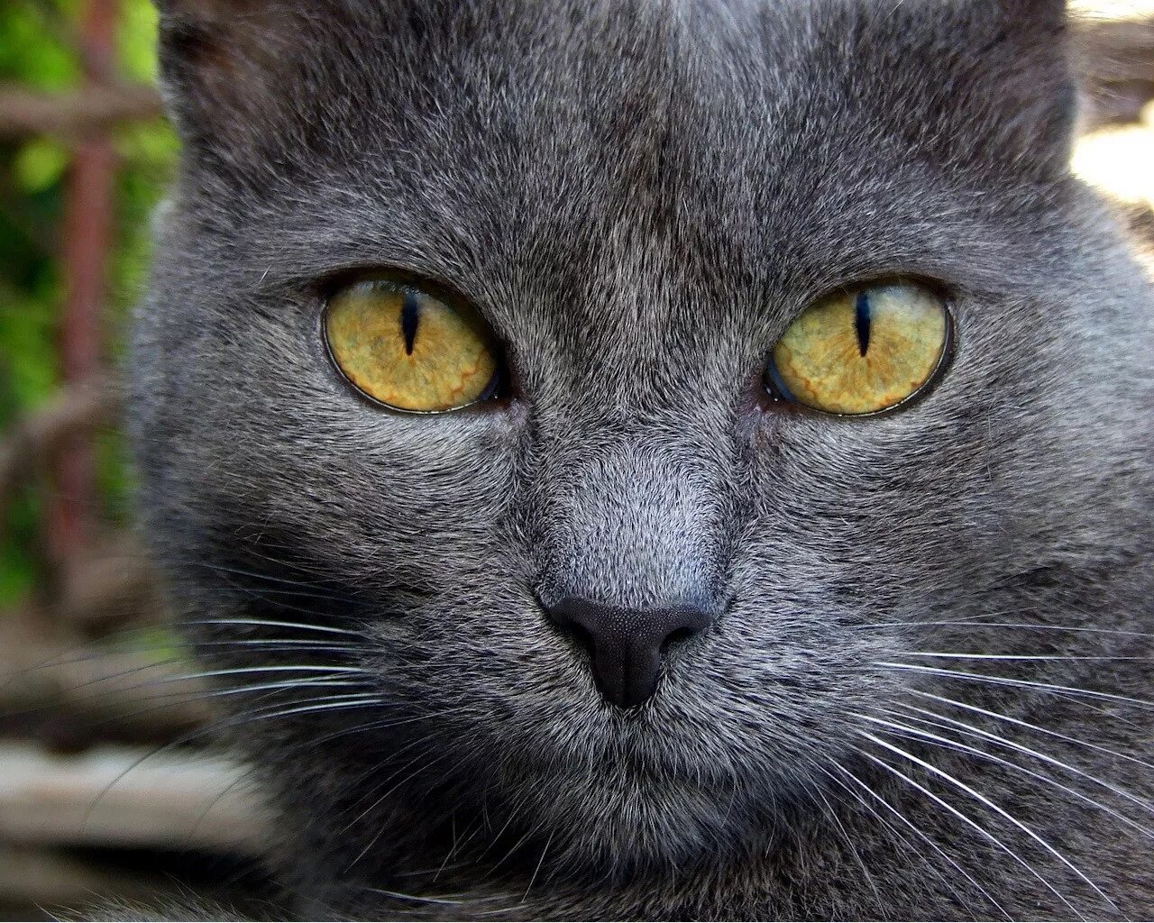 Породы кошек черно серого окраса. Шартрез кошка. Шартрез черный. Шартрез кошка фото. Кошка серая.