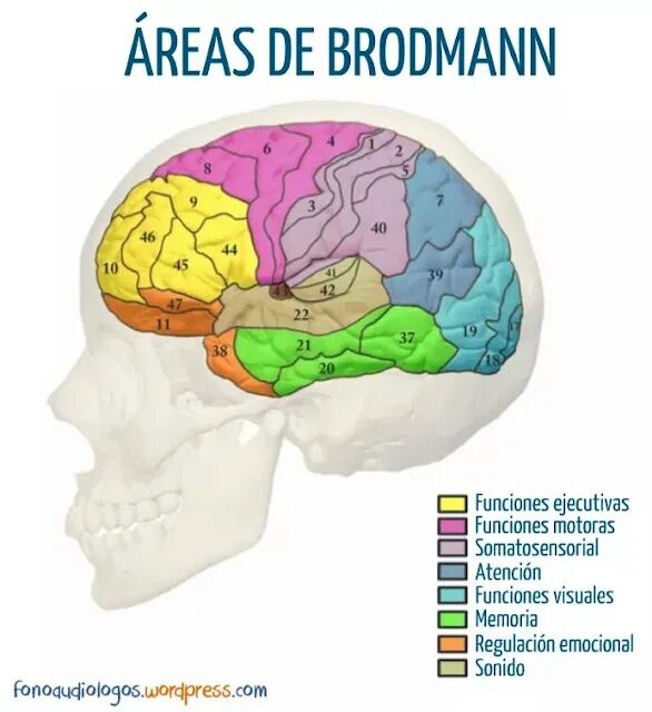 Area de. Бродман поля коры мозга. Бродман ученый нейропсихология. Мюллер Бродман плакаты.