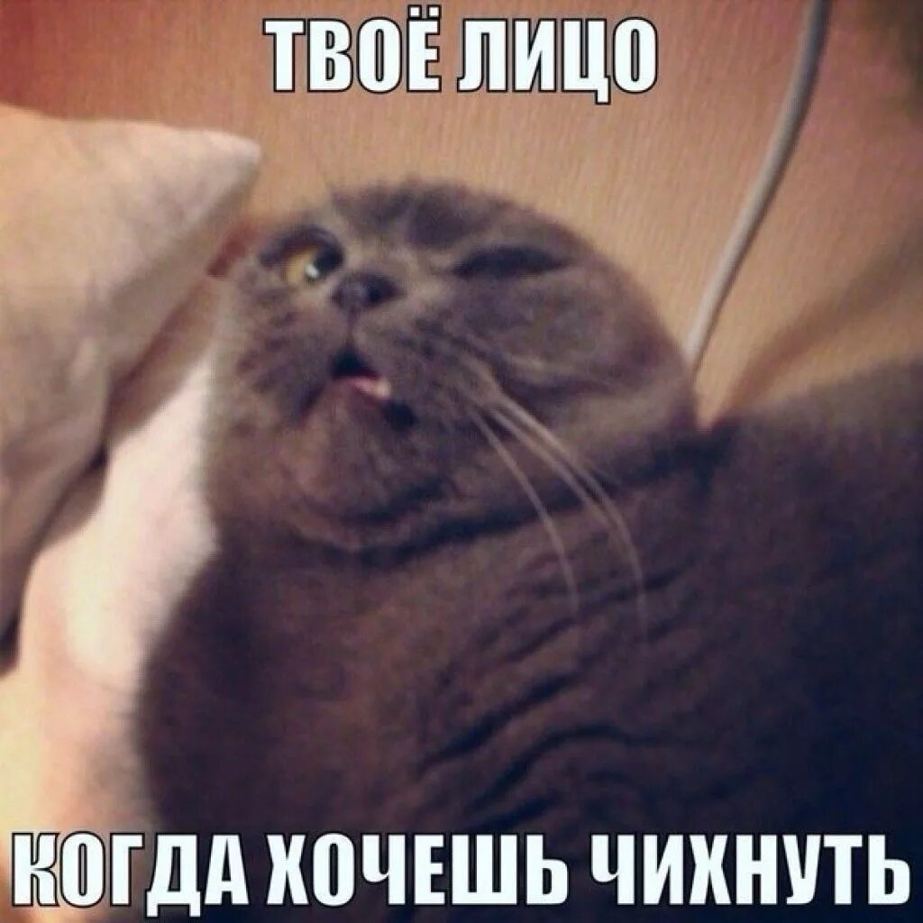 Что делать если хочешь чихнуть. Лицо когда хочешь чихнуть. кот собирается чихнуть. кот хочет чихнуть. приколы про чихание.