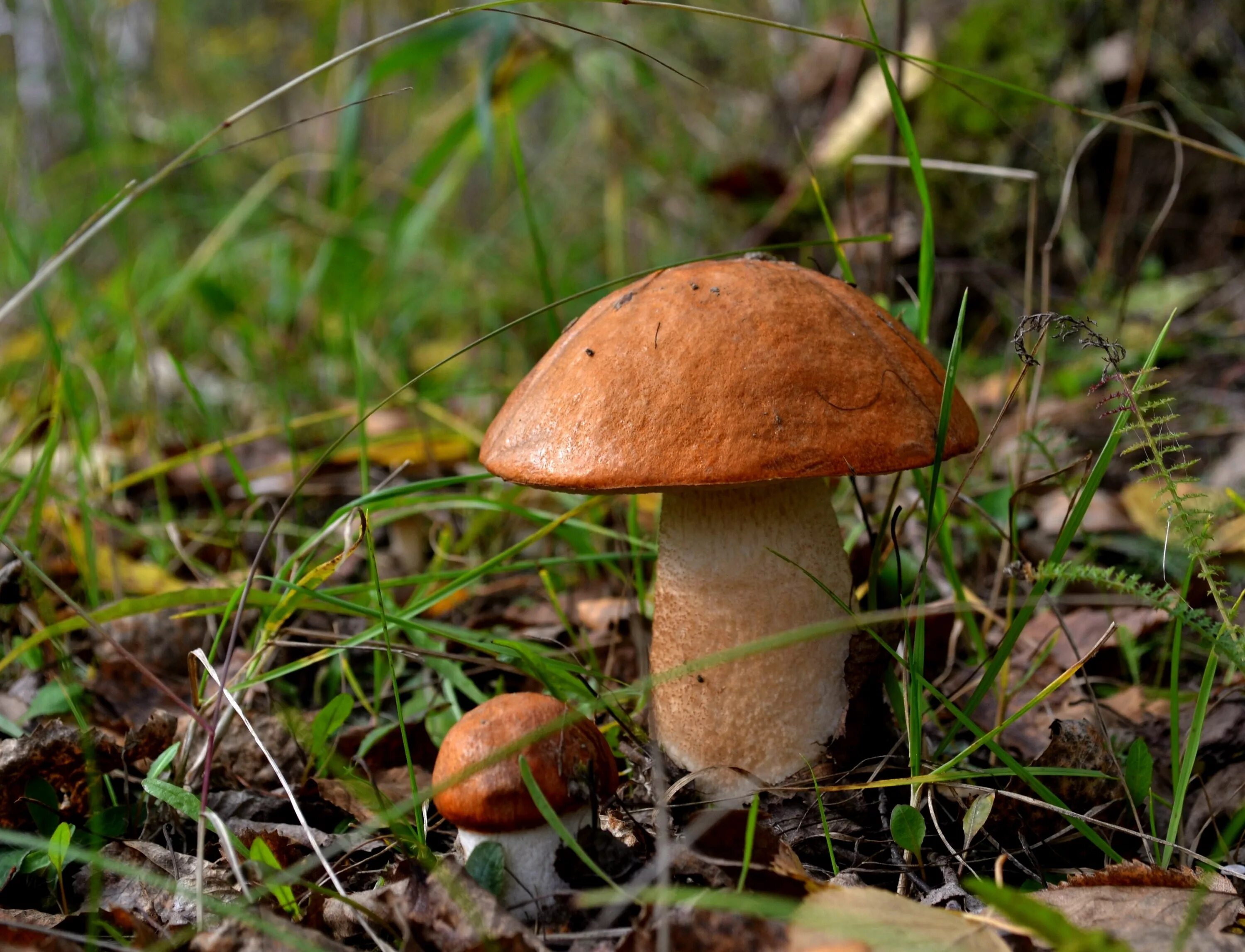 подосиновик белоножковый. подосиновик белый обабок. подосиновик белый съедобные грибы. Leccinum manzanitae. подосиновик белый съедобные грибы.