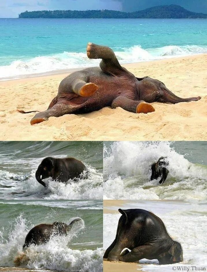 Слоненок на море. Слоник на море. Слоненок на пляже. Слоны в море.