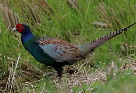 Қалада юбка астында