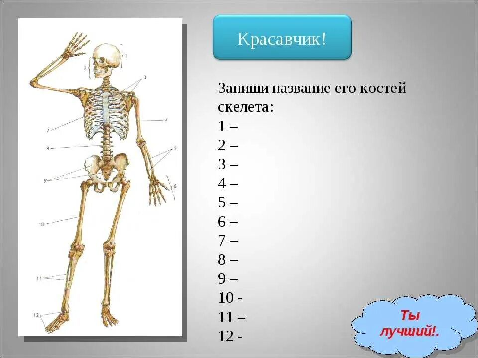 Кости скелета. Задания по скелету человека. Строение скелета биология. Строение скелета 8 класс.