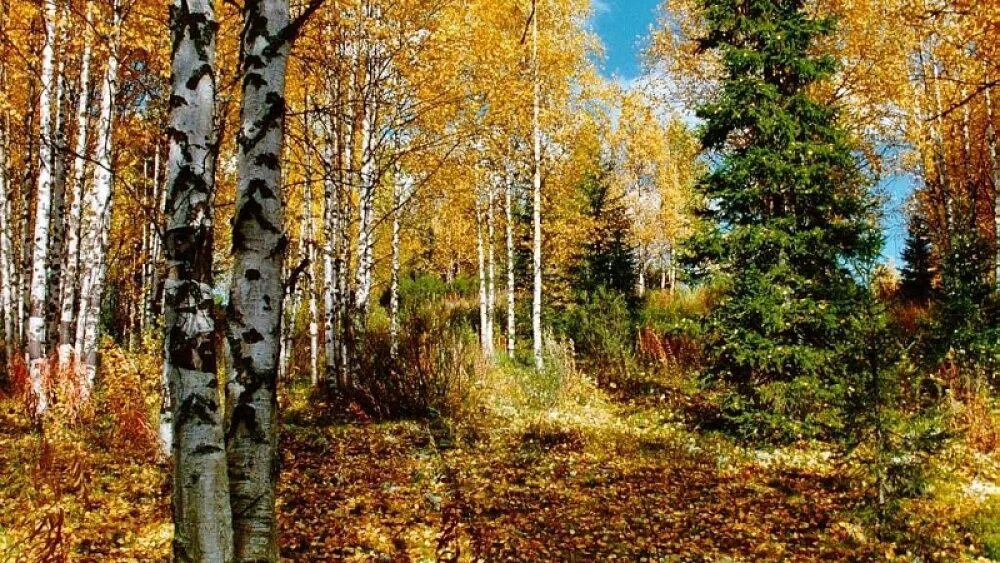 багряная осень россия. осенний лес золотой багряный. лес точно терем расписной. осенний лес в ленобласти. лес точно терем расписной.