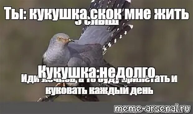 Кукушка куковала мало мало. Мемы про кукушку. Мать Кукушка. Шутки про кукушку. Злая Кукушка.