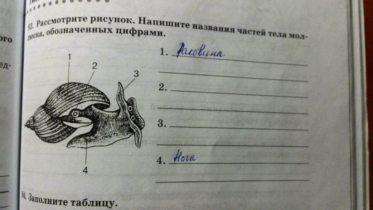 Запиши ответы на рисунке цифрами обозначены. Название частей тела моллюска.