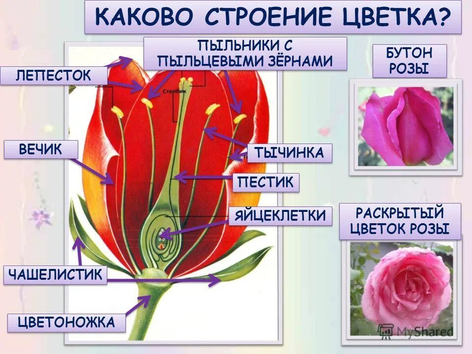 строение розы. неколючие розы сорта. какой класс у розы. строение побега розы. какой класс у розы.