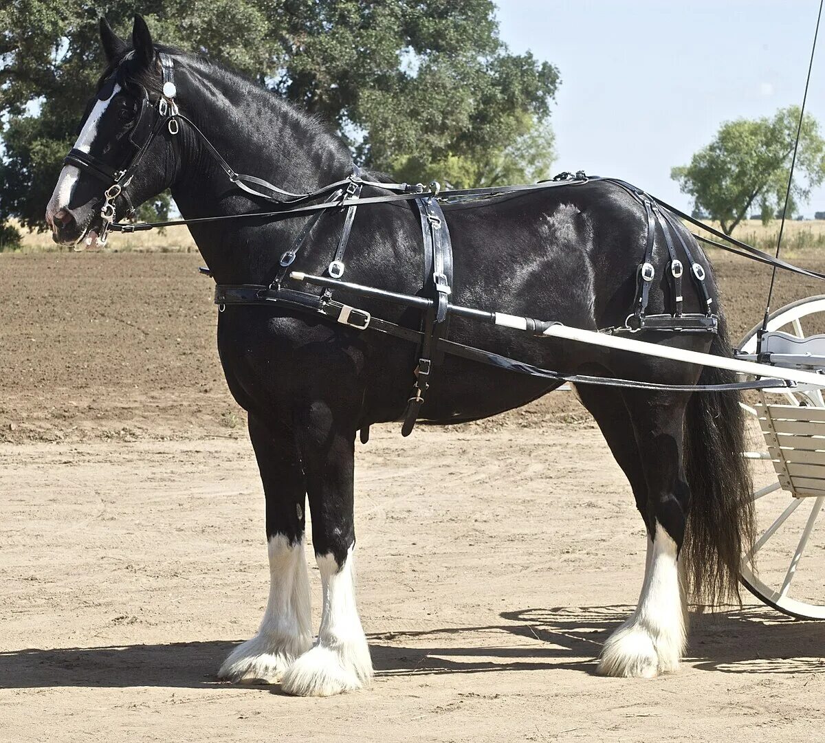 Wiki horses. Лошади породы Шайр. Шайр Ангус. Шайр тяжеловоз вороной. Шайр английский тяжеловоз.