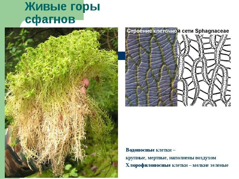 Водоносные клетки в листьях имеет. Мох сфагнум водоносные клетки. Сфагнум царство. Водоносные клетки у Кукушкина льна. Хлорофиллоносные клетки сфагнума.