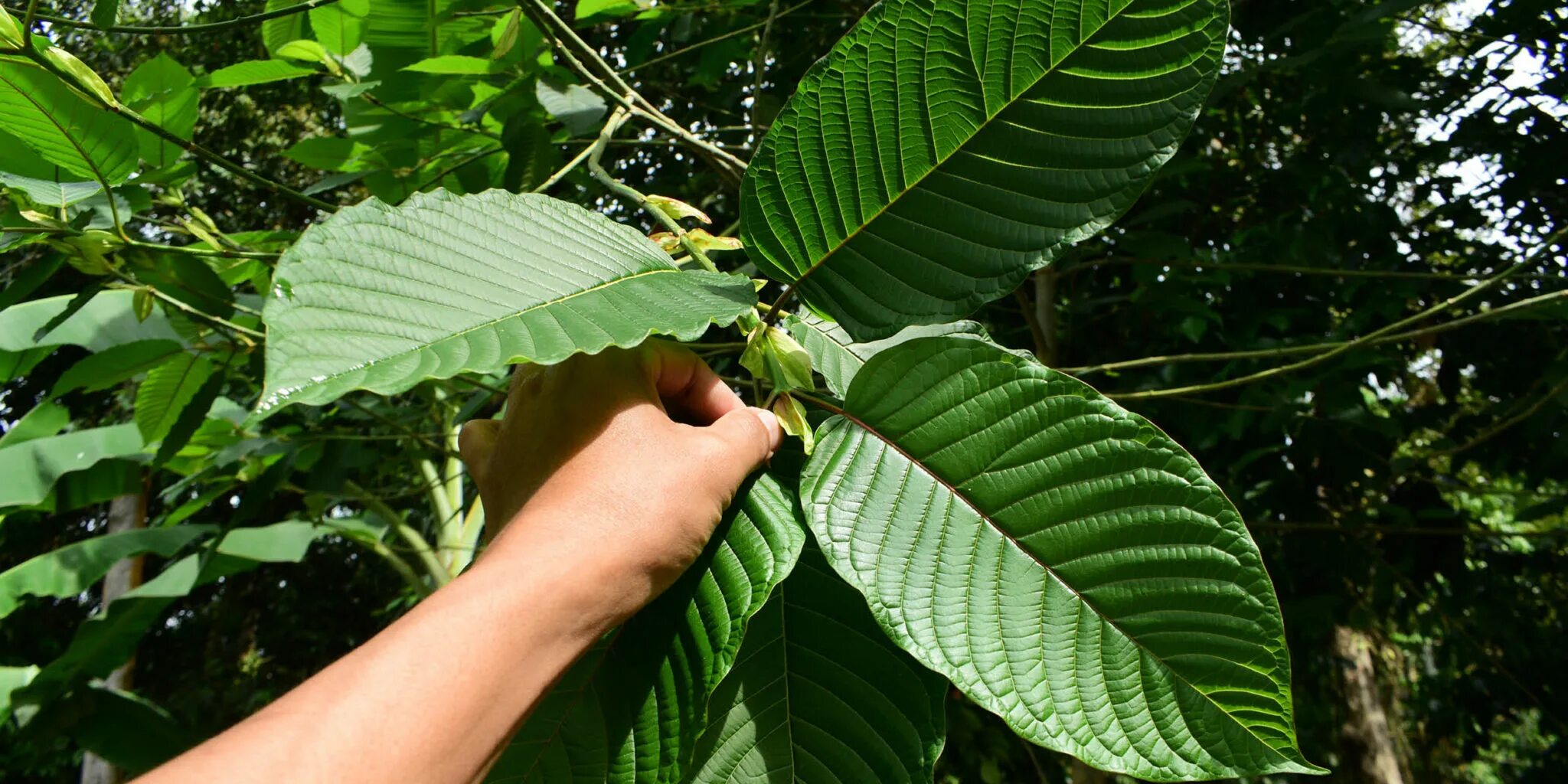 кратом друг. кратом друг. кратом друг. кайя, изоберлиния, митрагина. Mitragyna speciosa.