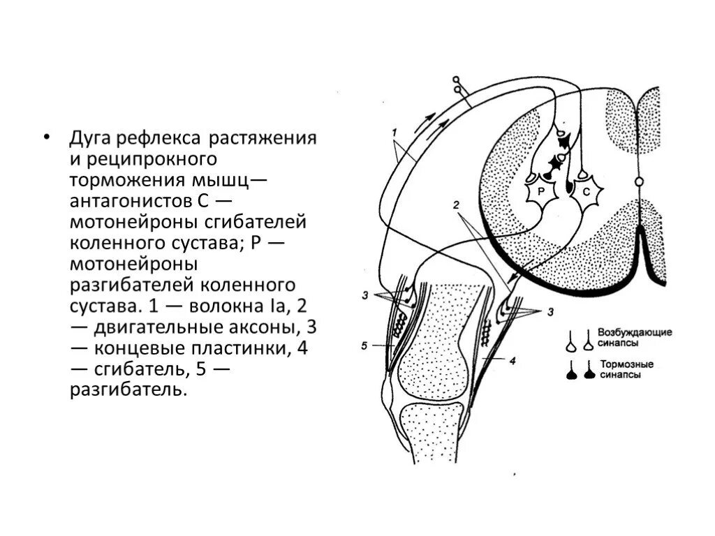 Рефлекторная дуга реципрокного торможения. Реципрокное торможение схема. Рефлекторная дуга рефлекса растяжения. Рефлексы спинного мозга рефлекс растяжения мышцы.