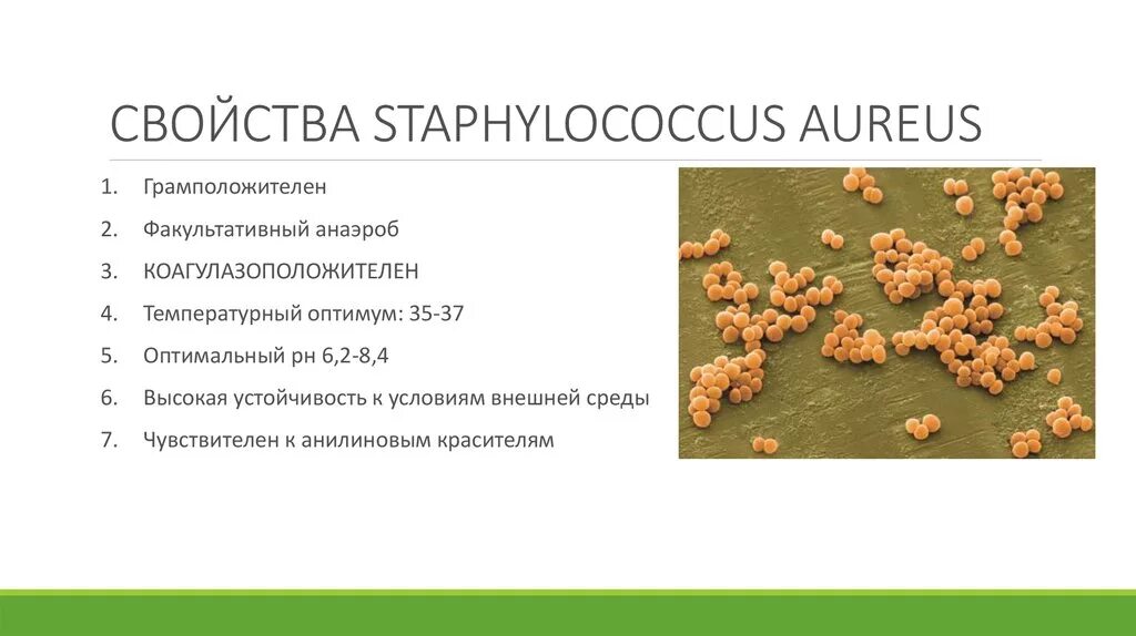 Золотистый стафилококк факультативный анаэроб. Характеристика Staphylococcus aureus (золотистый стафилококк),. Стафилококк aureus xarakteristika. Staphylococcus aureus анаэроб.