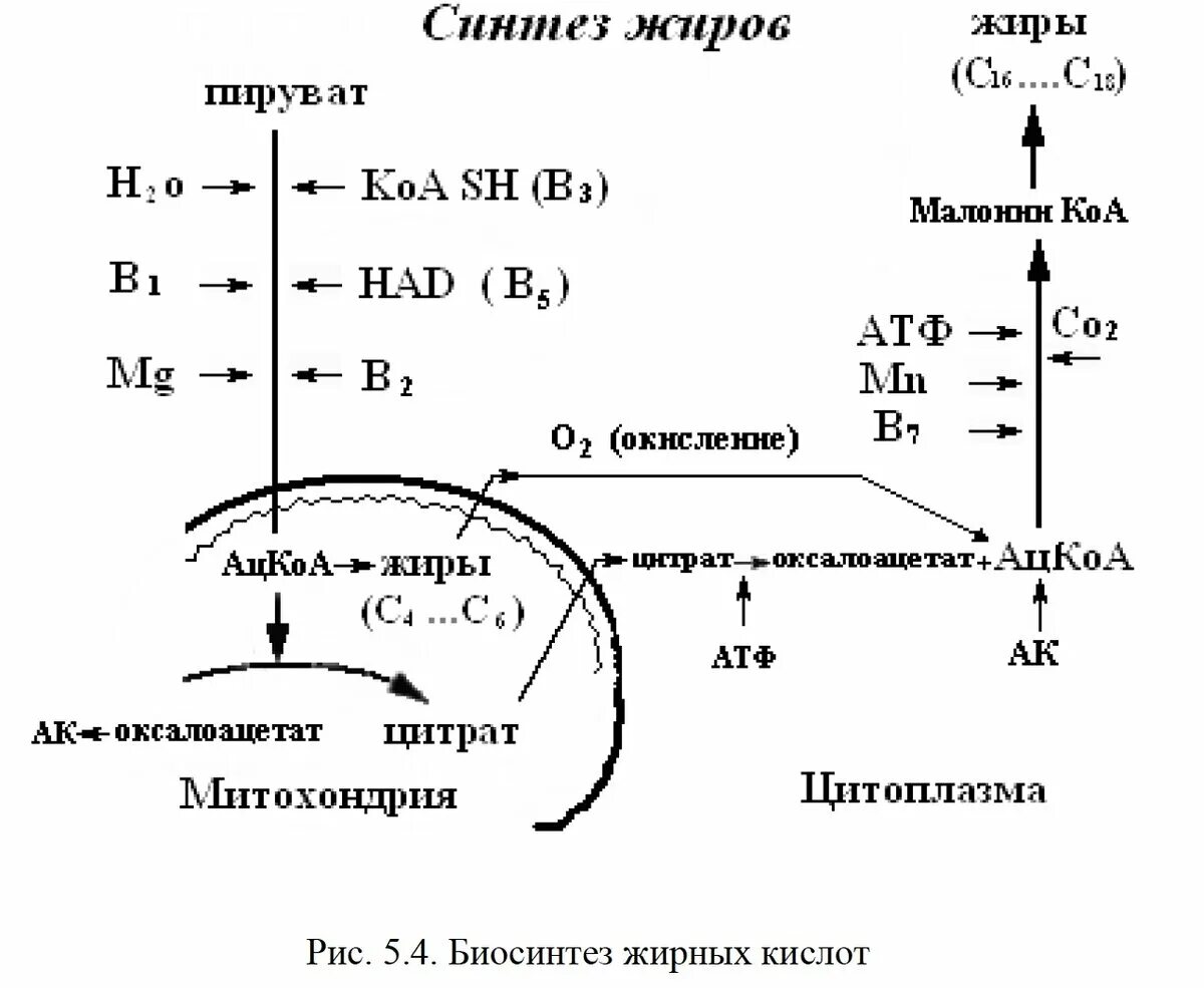 Синтез жиров происходит. Синтез жирных кислот из ацетил КОА. Источники надфн2 для синтеза жирных кислот. Синтез жирных кислот из Глюкозы. Синтез жира.