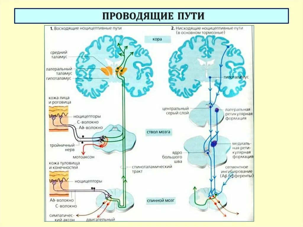 Нисходящие пути спинного. Проводящие пути спинного и головного мозга восходящие тракты. Афферентные проводящие пути головного мозга. Афферентные проводящие пути спинного мозга. Схему восходящих путей спинного и головного мозга..