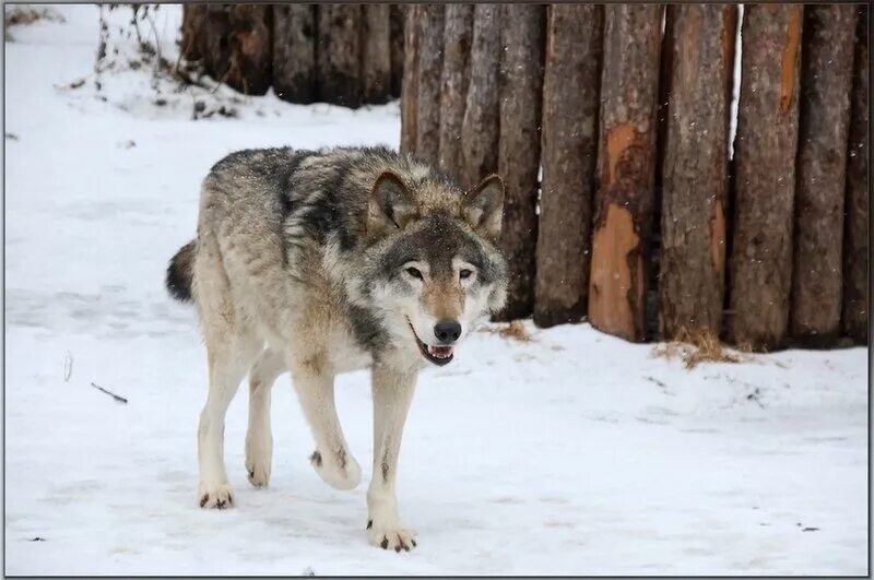 волк зимой. волки зимой в деревне. деревня волки кировской области. картина волки. волки зимой в деревне.