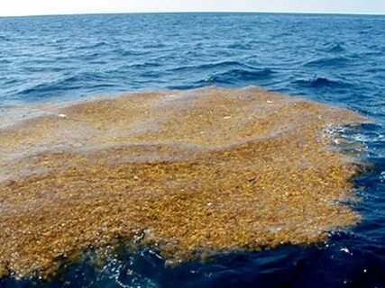 Саргассово море самое большое в мировом океане