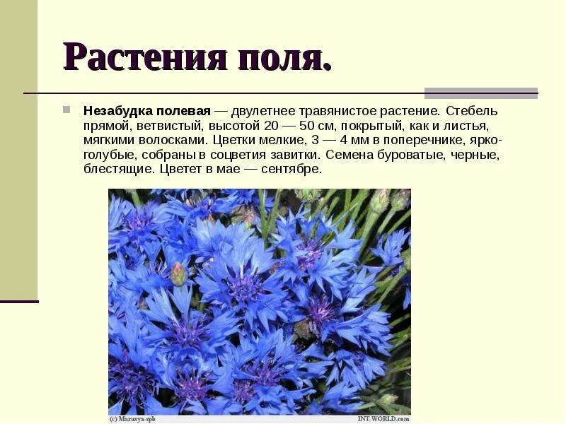 Краткий рассказ о поле. Поле растительное сообщество. Сообщество поле 3 класс окружающий мир. Природное сообщество поле доклад. Поле и его обитатели.