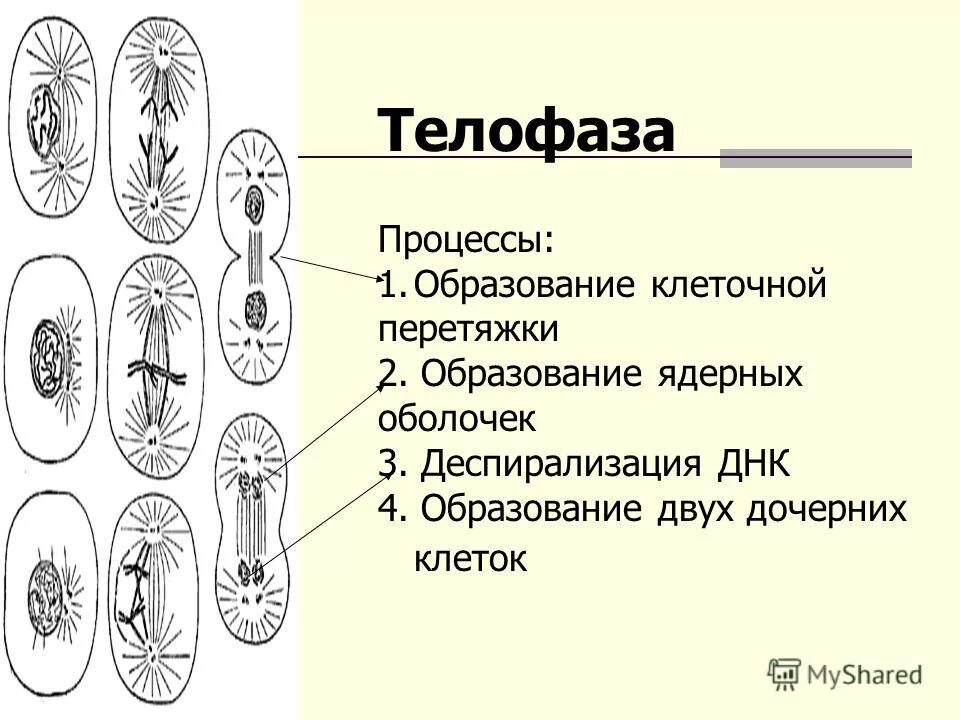 Процесс митоза схема. Митоз это в биологии кратко. Наследственный материал в ядре. Функция дочерних клеток. Материнская клетка дочерняя клетка.