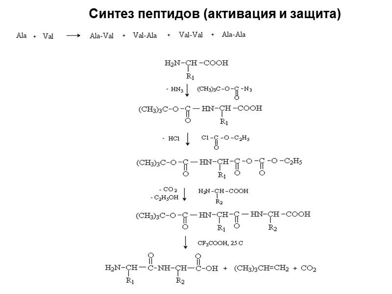 Служит матрицей при синтезе полипептидов. Синтез пептидов химия. Синтез пептидов из аминокислот. Синтез пептида этапы. Каскадный Синтез пептидов.