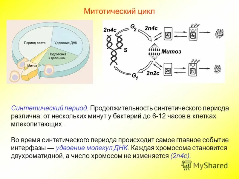 строение клетки хромосомы. синтетический период интерфазы схема. постсинтетический период интерфазы набор. искусственные хромосомы. синтетический период хромосомы.