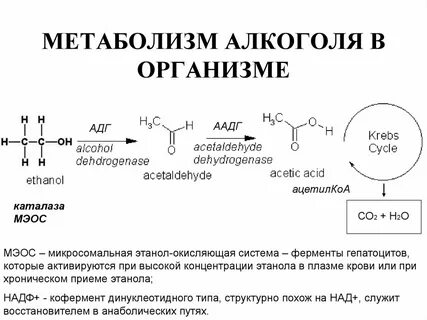 Этанол в организме