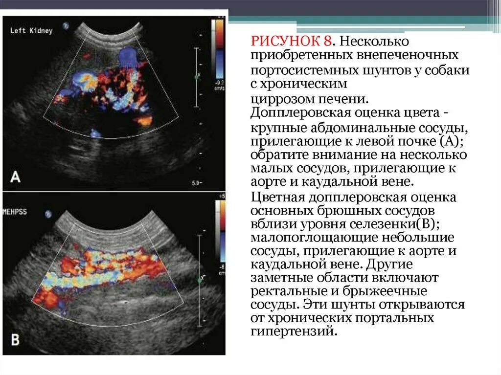 Портальная гипертензия у собак на УЗИ.