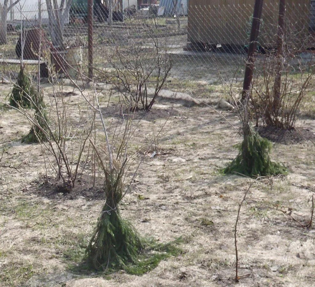 Осенняя обрезка смородины и крыжовника. Подготовка крыжовника к зиме осенью. Как подготовить куст. Осенняя обрезка роз. Окучивание роз.