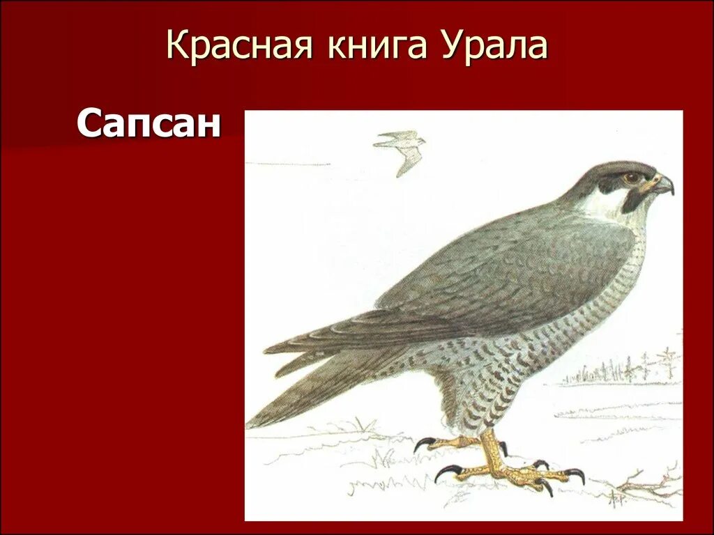 Красная книга россии свердловская область. Птицы Свердловской области занесенные в красную книгу. Красная книга Урала. Животные красной книги Урала. Краснокнижные птицы Урала.