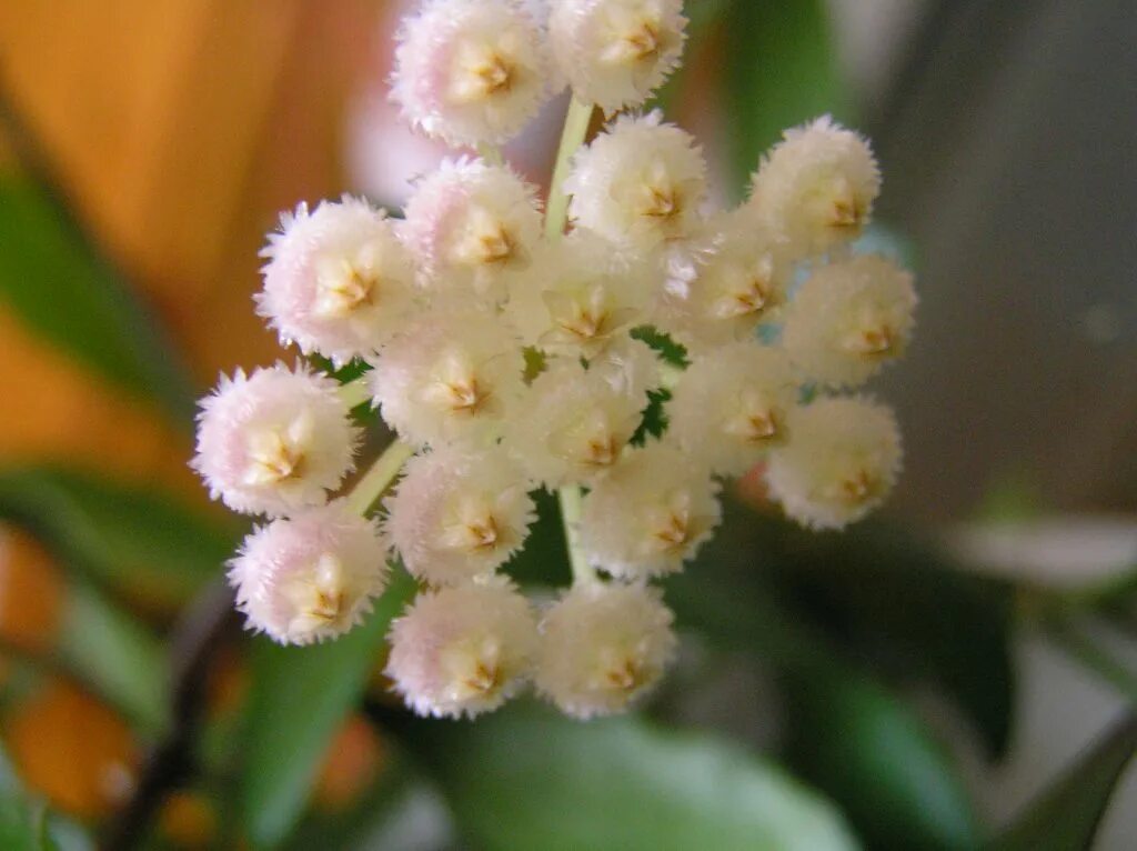 Хойя lacunosa Eskimo. Hoya lacunosa. Хойя лакуноза эскимо. Хойя лакуноза Hoya lacunosa.