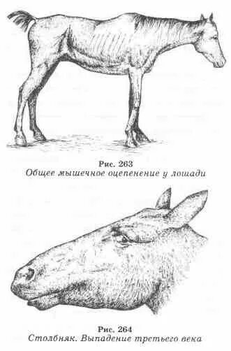 Грипп столбняк для лошадей. Столбняк у животных симптомы. Столбняк животных эпизоотология. Столбняк у лошадей симптомы.