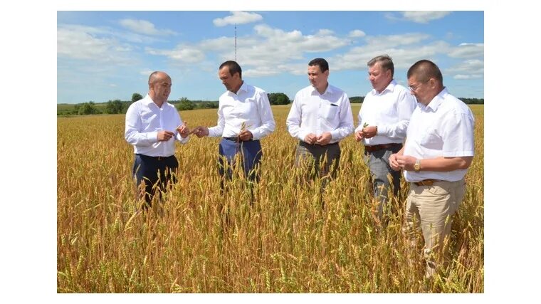 День урожая 2022 ядринский район. Сельское хозяйство чувашии. Агрофирма куснар цивильский район. Уборка урожая в чувашии. Хозяйство чувашской республики.