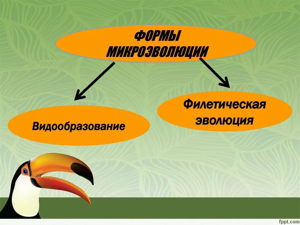 Формы микроэволюции. Видообразование Эволюция. Микроэволюция видообразование. Микроэволюция формы видообразования. Материал для микроэволюции