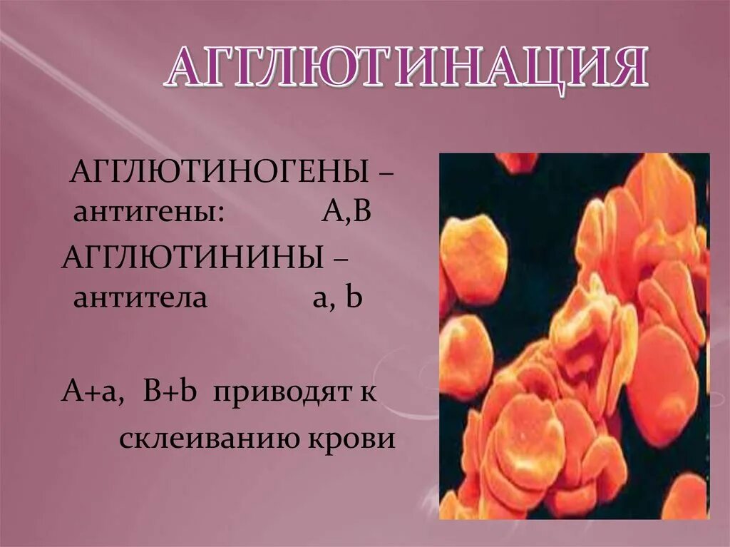 Агглютиногены 2 группы крови. Агглютиногены. Агглютинины и агглютиногены. Агглютинация агглютиногены. Агглютинация эритроцитов.