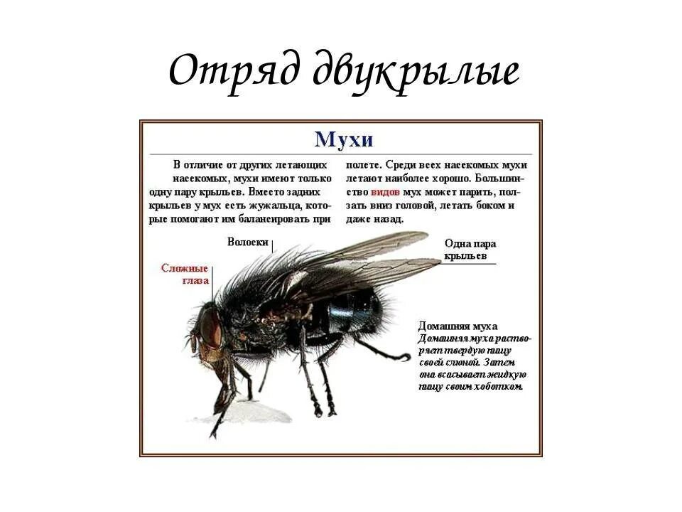 Муха огэ. Двукрылые строение конечностей. Тип конечностей у мухи. Конечность комнатной мухи строение. Отряд Двукрылые внешнее строение.