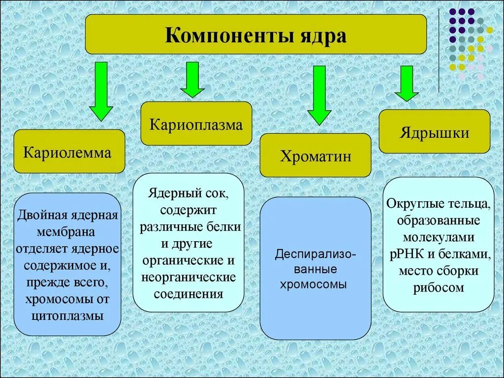 Структурные компоненты ядра кариолемма кариоплазма ядрышко хроматин. Компоненты ядра, функции клеточного ядра. Ядерный сок кариоплазма. Структурные компоненты ядра клетки.