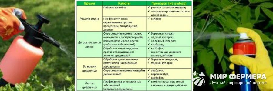 При какой температуре весной можно опрыскивать деревья. Опрыскивание деревьев. Опрыскивание плодовых деревьев. Обработка деревьев от вредителей. Препараты для опрыскивания плодовых деревьев.