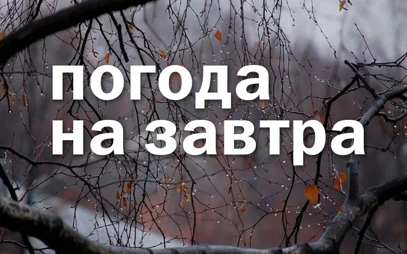 Г бор погода на неделю. Погода на завтра в Сосновом Бору. Погода на завтра Бор. Сосновый Бор прогноз. Прогноз погоды в Сосновом Бору на сегодня.