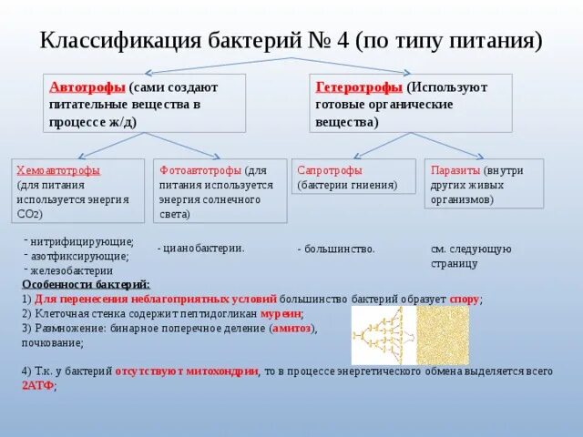 Автотрофные прокариоты. Классификация бактерий по типу питания. Классификация бактерий по питанию. Классификация бактерий и вирусов. Группы бактерий по типу питания.