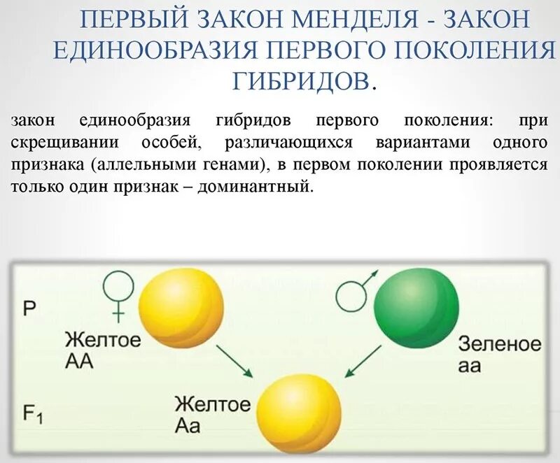 Первый закон Менделя закон единообразия гибридов первого поколения. Закон единообразия 1 закон Менделя. 1 Закон Менделя закон единообразия гибридов 1 поколения. Схема скрещивания 1 закон Менделя.