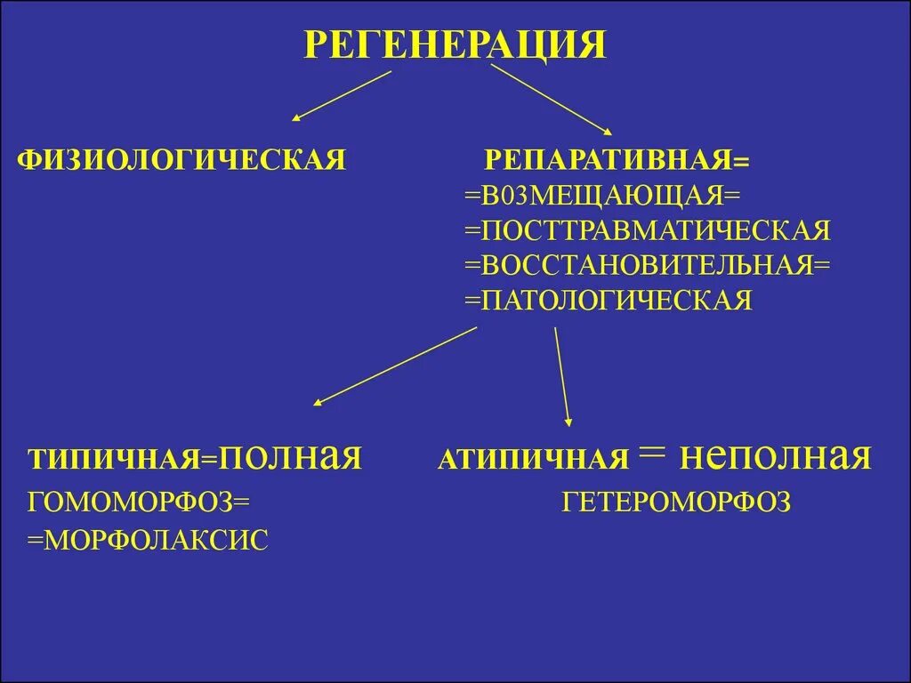 Сильная регенерация. Физиологическая регенерация у животных. физиологическая и репаративная регенерация эпителия. атипичная регенерация. репаративная и патологическая регенерация.