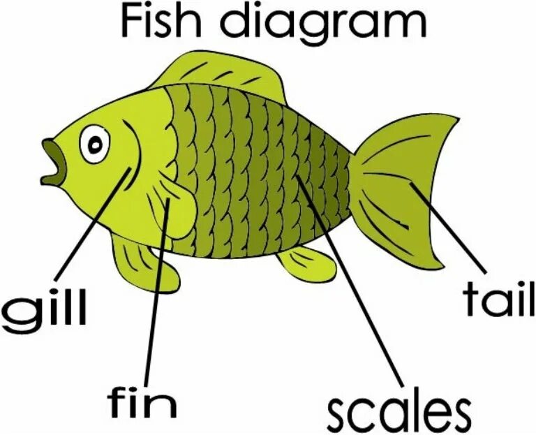 Части рыбы. Части тела рыбы. Части рыбы на английском языке. Части рыбы для детей.