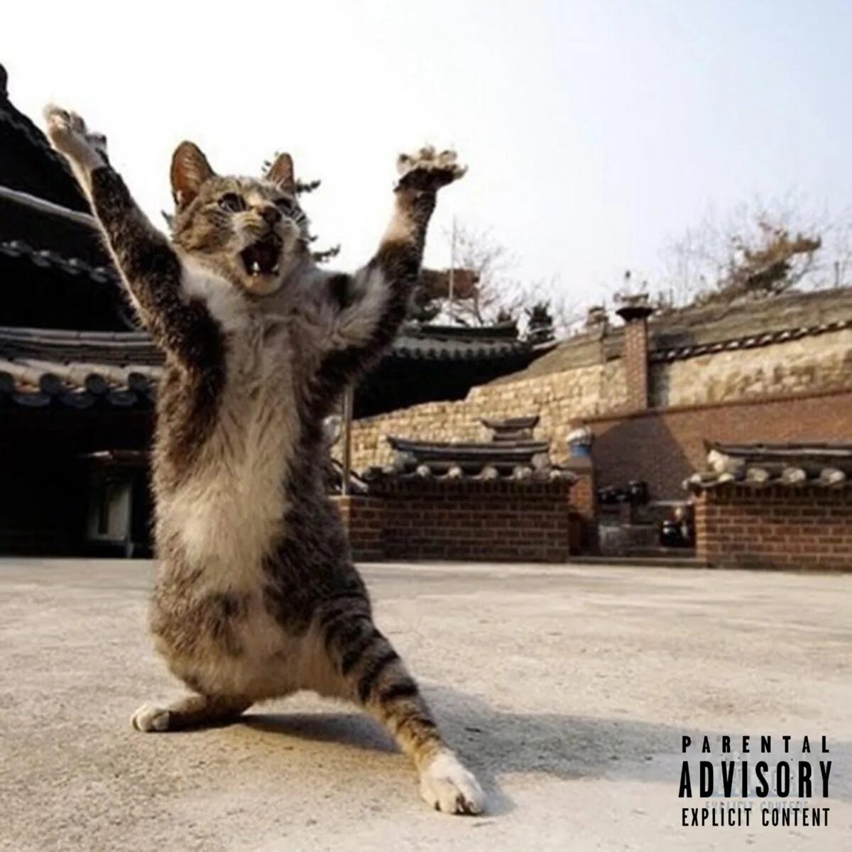 Кунг фу кот. Кот кунг фу. кот каратист. смелая кошка. смелый котенок.