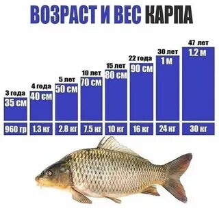 Рыбы в зависимости от размера
